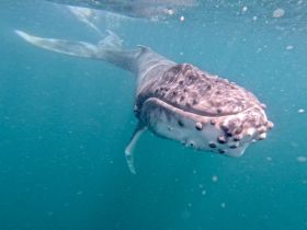 A stunning close-up of a whale swimming gracefully underwater, showcasing the beauty of marine wildlife in its natural habitat.