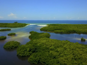 A stunning aerial view of a lush mangrove landscape meeting the turquoise waters, showcasing the natural beauty of the coastline and inviting exploration.