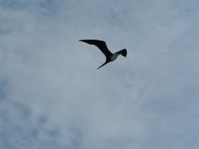 A majestic bird soars through the sky, showcasing its wingspan against a backdrop of clouds — a beautiful moment in nature.