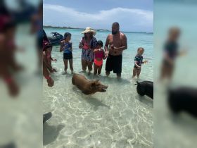 A lively scene of a family interacting with swimming pigs in crystal-clear waters, showcasing a unique wildlife experience in the Bahamas.