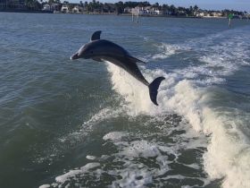 A playful dolphin leaps out of the water, showcasing its agility and grace — a captivating moment for wildlife enthusiasts and boaters alike.