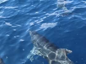 A captivating view of dolphins swimming gracefully in the clear blue waters, showcasing the beauty of marine wildlife.