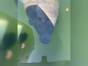 A close-up view of a manatee swimming beneath the surface, showcasing the serene beauty of wildlife in its natural habitat.