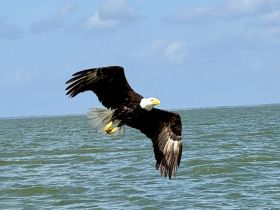 A majestic bald eagle soars over the water, showcasing its impressive wingspan and striking features — a stunning example of wildlife in its natural habitat.