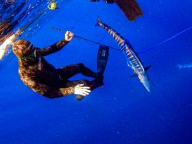 A diver interacts with a shark underwater, showcasing the thrill of marine wildlife encounters in deep blue waters.