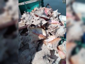 A collection of conch shells piled on a boat, showcasing the bounty of the sea and the fishing experience.