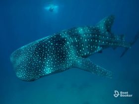 A majestic whale shark glides through the clear blue waters, showcasing its stunning patterns — a remarkable encounter for divers and marine enthusiasts.