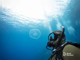 A diver observes a jellyfish while exploring the underwater world, showcasing the beauty of marine life during a diving adventure.