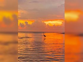 A serene sunset scene featuring a solitary bird standing in shallow water, reflecting the vibrant colors of the sky — a tranquil moment in nature.