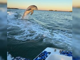 A dolphin leaps gracefully from the water, showcasing its playful nature in a stunning marine setting — a perfect moment for wildlife enthusiasts.