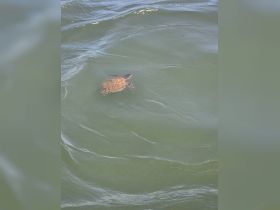A serene moment capturing a turtle swimming gracefully through the water, showcasing the beauty of marine wildlife.