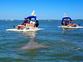Guests enjoy a close encounter with dolphins while riding on watercraft, showcasing the beauty of marine wildlife in a fun and interactive setting.