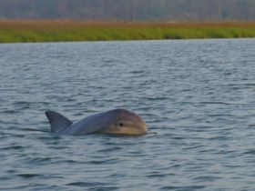A dolphin gracefully swims in calm waters, showcasing the beauty of marine wildlife — a perfect moment for nature enthusiasts.