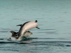 Two dolphins leap joyfully from the water, showcasing their playful nature in a serene aquatic environment — a captivating moment for wildlife enthusiasts.