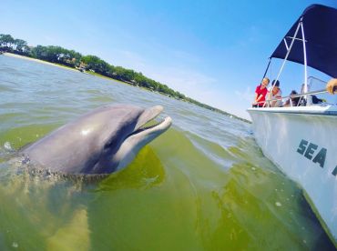 Dolphin & Donuts Cruise