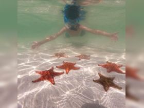 A child snorkels in shallow water, reaching out to vibrant starfish below — a captivating underwater wildlife encounter perfect for nature lovers.