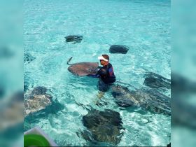 A person interacts with a stingray in crystal-clear waters, showcasing a unique wildlife experience — perfect for marine enthusiasts and adventure seekers.