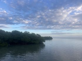 A serene view of mangroves reflecting in calm waters under a beautiful sky, perfect for nature lovers and eco-tour enthusiasts.