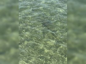 A glimpse of a shark swimming in crystal-clear waters, showcasing the beauty of marine wildlife in its natural habitat.