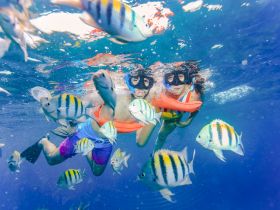 Two snorkelers explore vibrant underwater life surrounded by colorful fish, showcasing the excitement of snorkeling adventures in tropical waters.