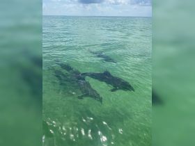 A captivating view of dolphins swimming gracefully in clear turquoise waters, showcasing the beauty of marine wildlife encounters.