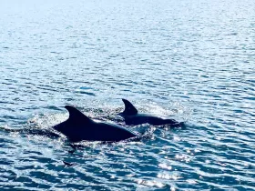 A captivating view of dolphins swimming gracefully in the water, showcasing the beauty of marine wildlife in their natural habitat.
