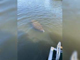 A serene view of a manatee swimming in calm waters, showcasing the beauty of wildlife encounters in natural habitats.