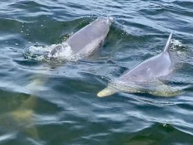Dolphins