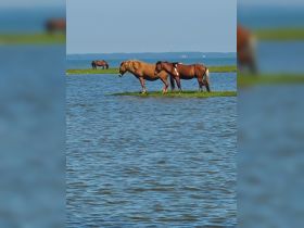 A serene scene featuring wild horses standing in shallow water, showcasing the unique wildlife experience in a coastal environment.