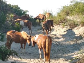 A group of wild horses grazes along a sandy path, showcasing the natural beauty of wildlife in their habitat.