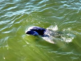 A playful dolphin swims gracefully in the water, showcasing the beauty of marine wildlife in its natural habitat.
