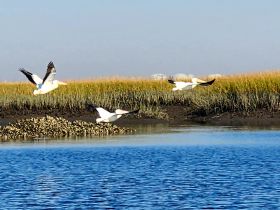 A stunning capture of pelicans in flight over calm waters, showcasing the beauty of wildlife in its natural habitat.