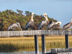 A group of pelicans perched on a dock, showcasing their unique features against a backdrop of lush greenery — a serene moment in nature.