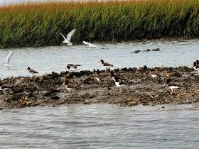 A diverse group of shorebirds forages on a rocky shoreline, showcasing the beauty of coastal wildlife in their natural habitat.