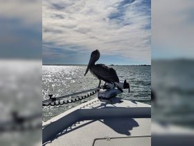 A pelican perches on the bow of a boat, showcasing a serene moment on the water with sparkling reflections in the background.