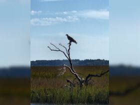A majestic eagle perches on a bare tree branch, surveying its surroundings in a serene natural setting — a perfect capture of wildlife in its habitat.