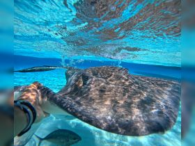 An exhilarating close-up of a stingray being gently held underwater, showcasing the beauty of marine life and the thrill of swimming with these graceful creatures.