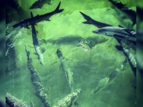A captivating underwater view showcasing a school of fish swimming in clear, green waters — a perfect glimpse into marine life.