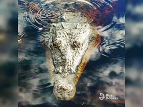A close-up view of a crocodile swimming in calm waters, showcasing its detailed features and natural habitat — a fascinating glimpse into wildlife encounters.