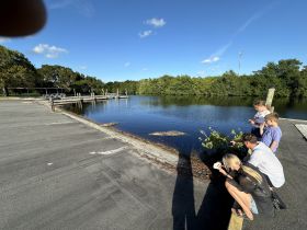 A family observes and feeds alligators at a local waterway, creating a thrilling wildlife encounter perfect for adventurous outings.
