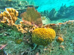 A vibrant underwater scene showcasing colorful coral formations, highlighting the beauty of marine life in a tropical environment.