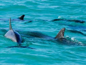 A captivating view of dolphins swimming gracefully in crystal-clear waters, showcasing the beauty of marine wildlife.
