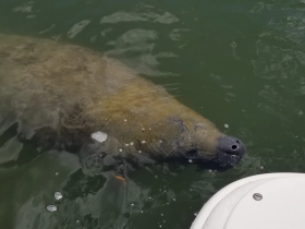 A close-up view of a manatee swimming near a boat, showcasing the gentle nature of these marine mammals in their natural habitat.