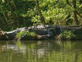 large gator on the bank