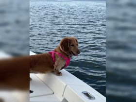 A cute dog enjoys the boat ride, peering over the edge into the water — a perfect companion for aquatic adventures.
