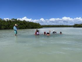 A lively group enjoys a fun day swimming in shallow waters surrounded by mangroves, perfect for family adventures and nature exploration.