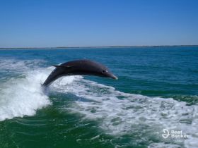 A stunning capture of a dolphin leaping out of the water, showcasing the beauty of marine wildlife in its natural habitat.