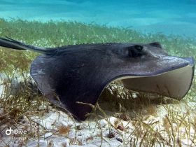 A stunning close-up of a stingray gliding gracefully over the sandy ocean floor, showcasing the beauty of marine wildlife in its natural habitat.