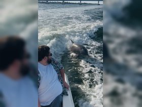 A dolphin swims alongside a boat, creating a memorable wildlife encounter on the water. The scene captures the joy of observing marine life up close.