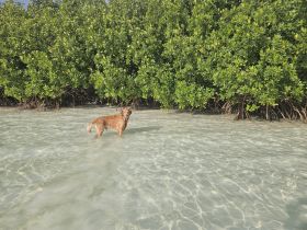A golden retriever stands in shallow water among mangroves, enjoying a serene moment in nature — a perfect scene for pet lovers and wildlife enthusiasts.